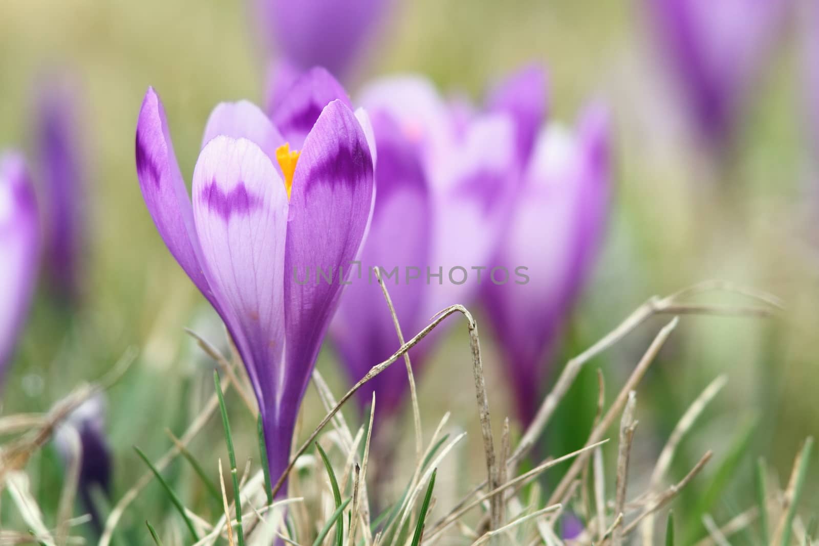 beautiful  wild flowers of spring, crocus sativus, wild purple saffron