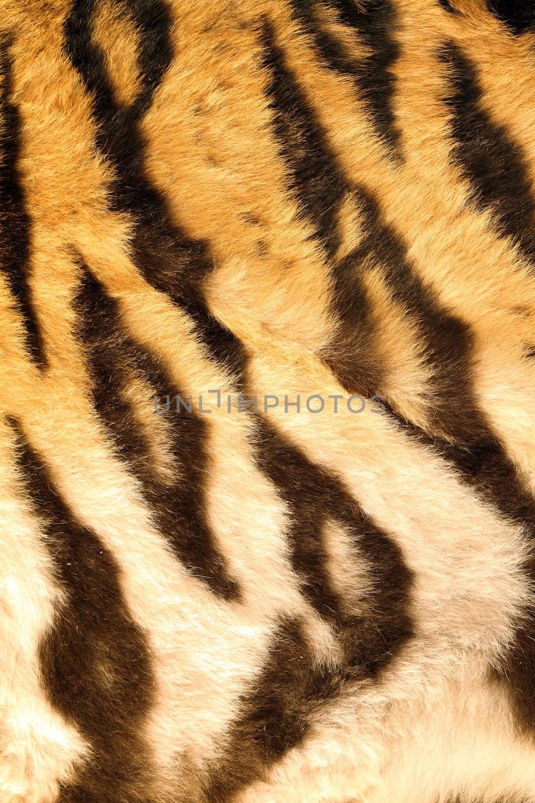 beautiful dark stripes on tiger fur, detailed texture of real pelt