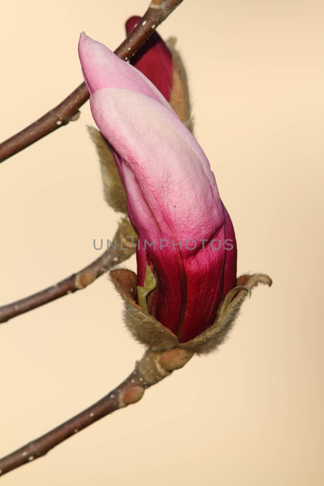 beautiful magnolia flower ready to emerge over out of focus background