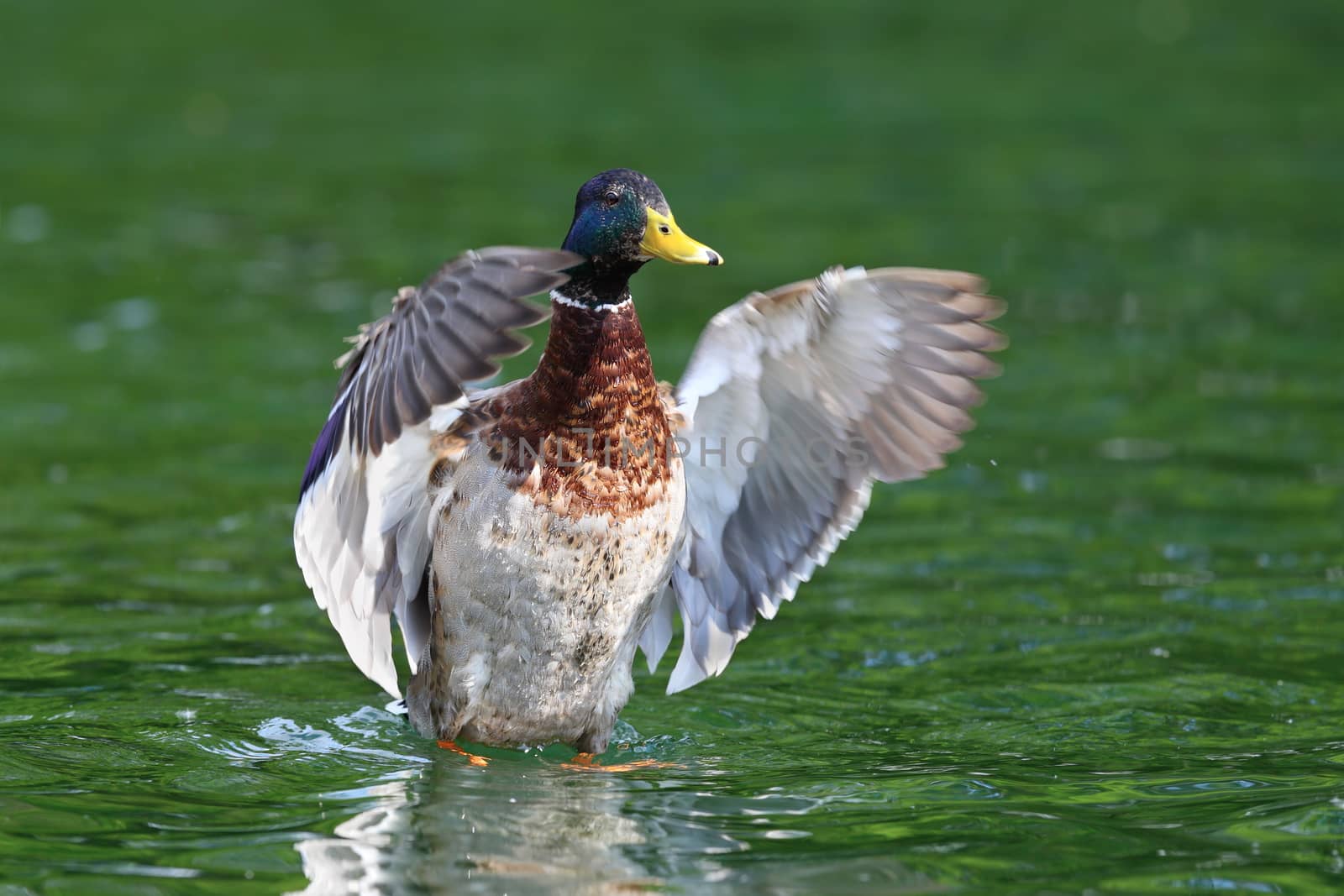 big male mallard duck ( Anas  platyrhynchos )  spreading wings on water surface