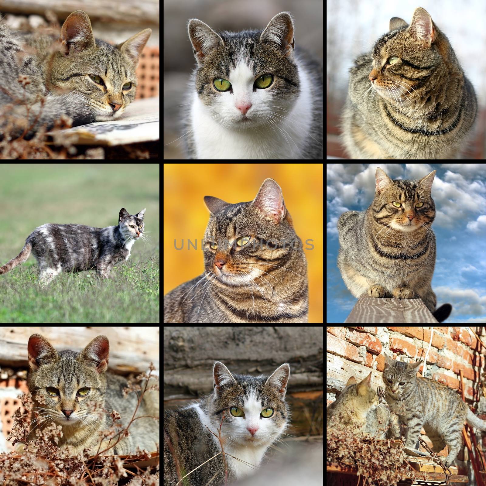 collection of different  images with domestic cats in one collage