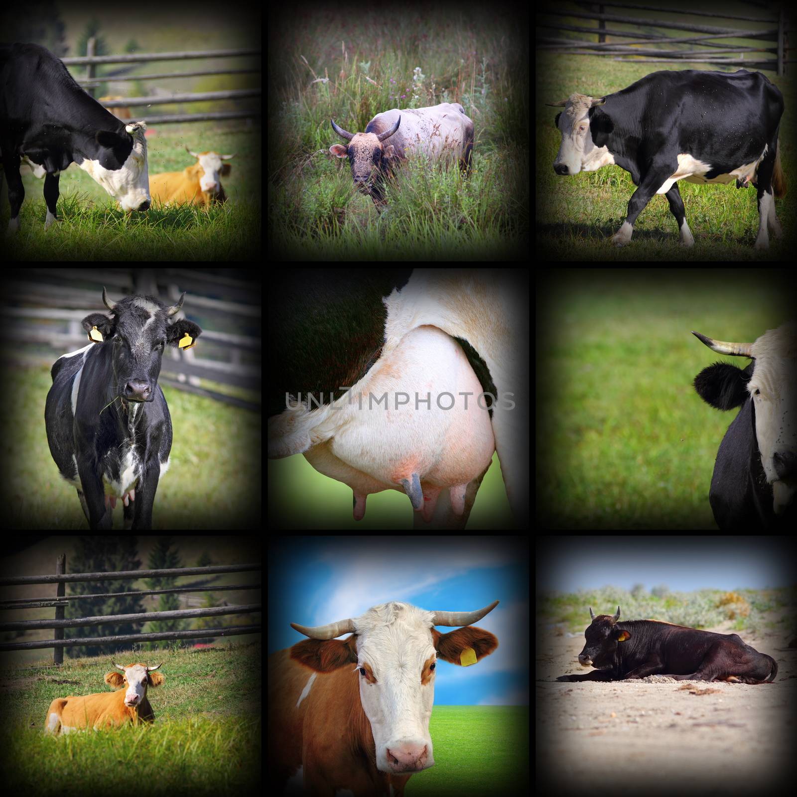 cows images in one collage by taviphoto