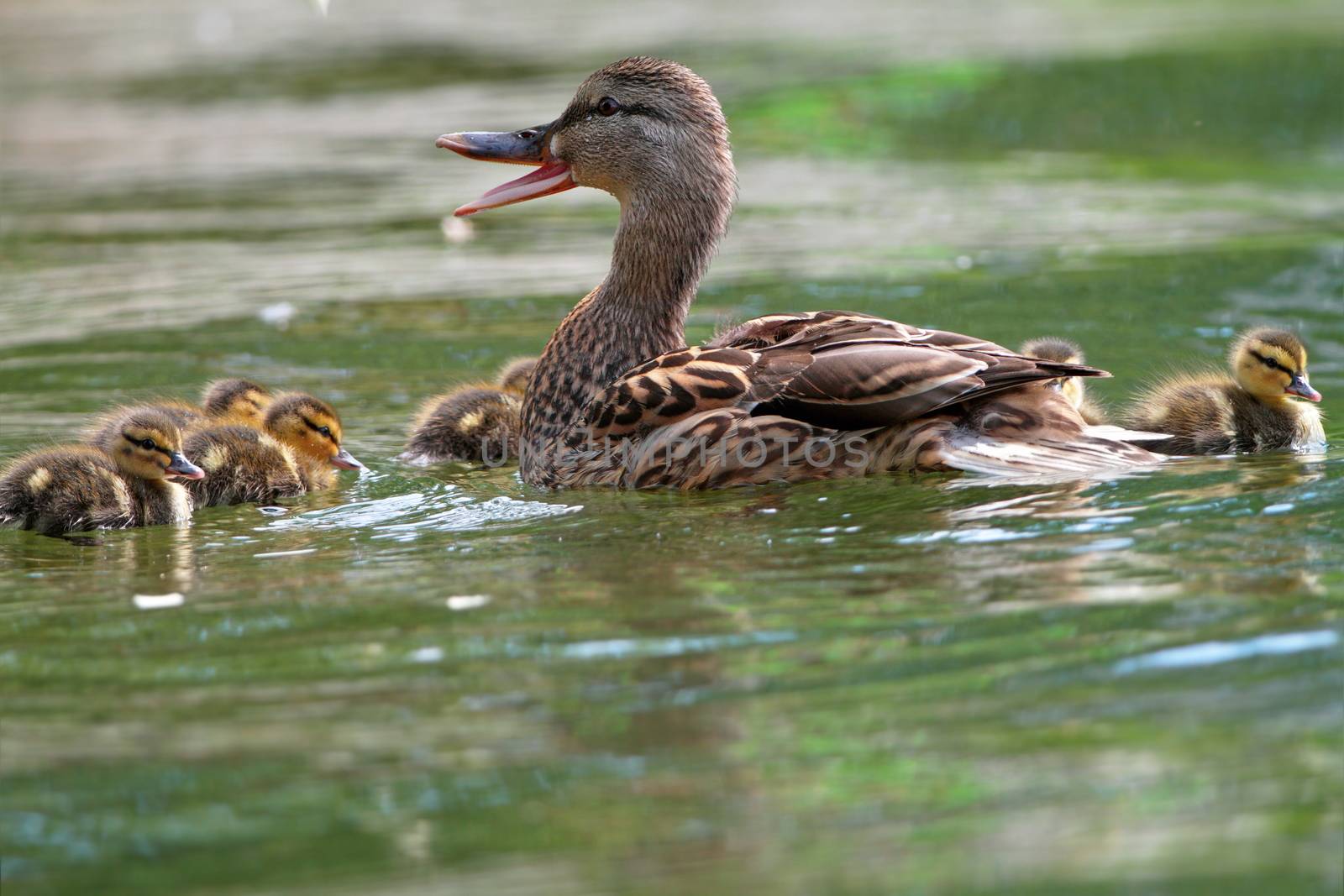 female mallard with ducklings by taviphoto
