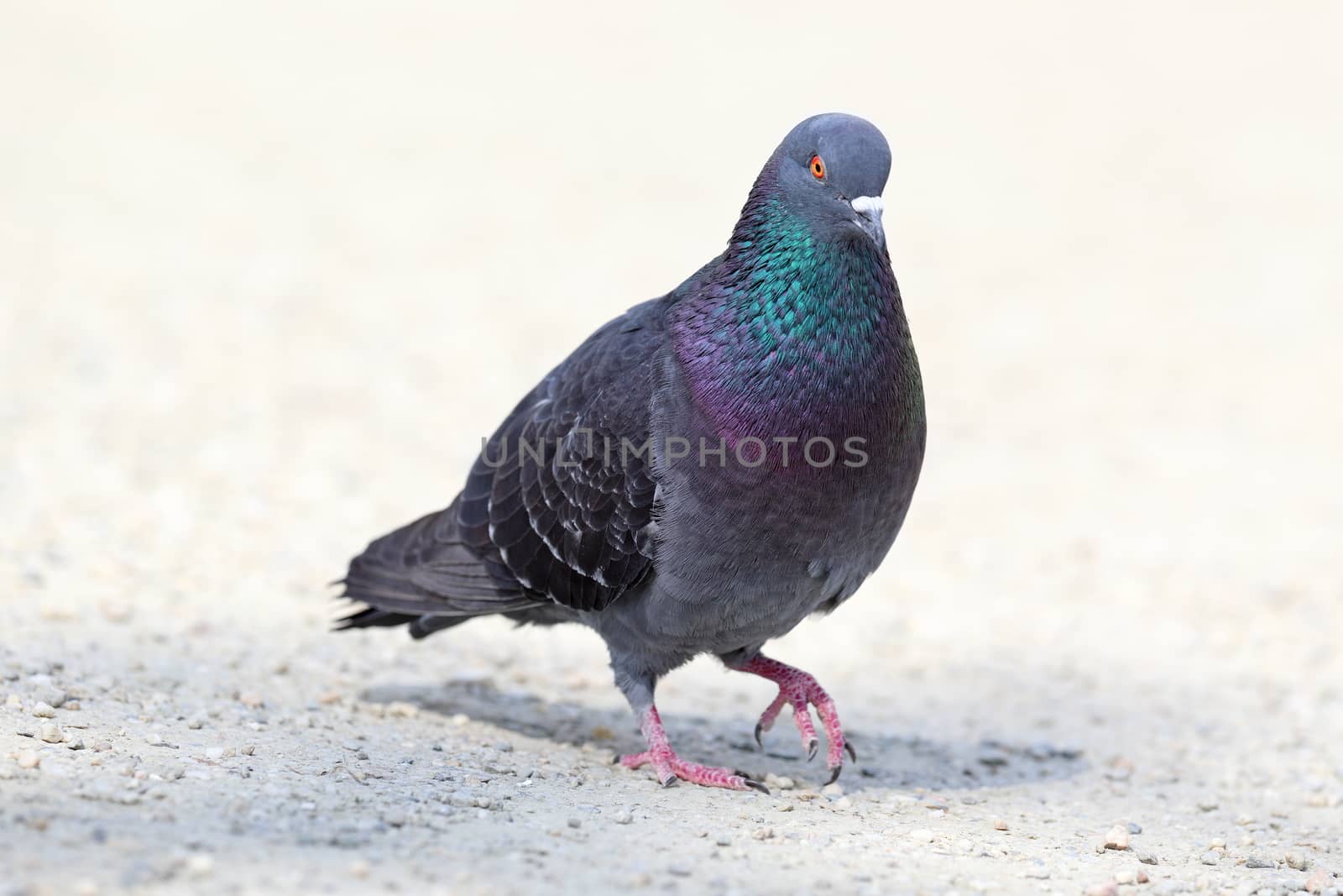 feral pigeon walking on park alley at noon