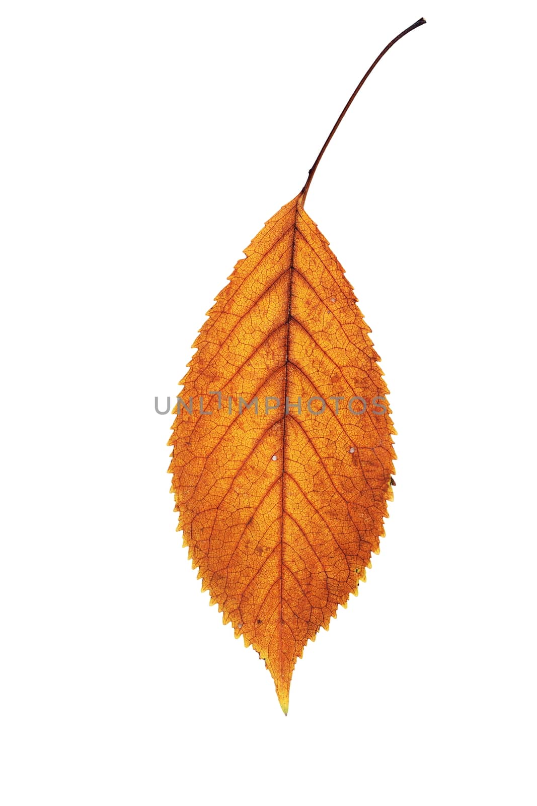 golden isolated fallen cherry leaf, autumn  nature symbol