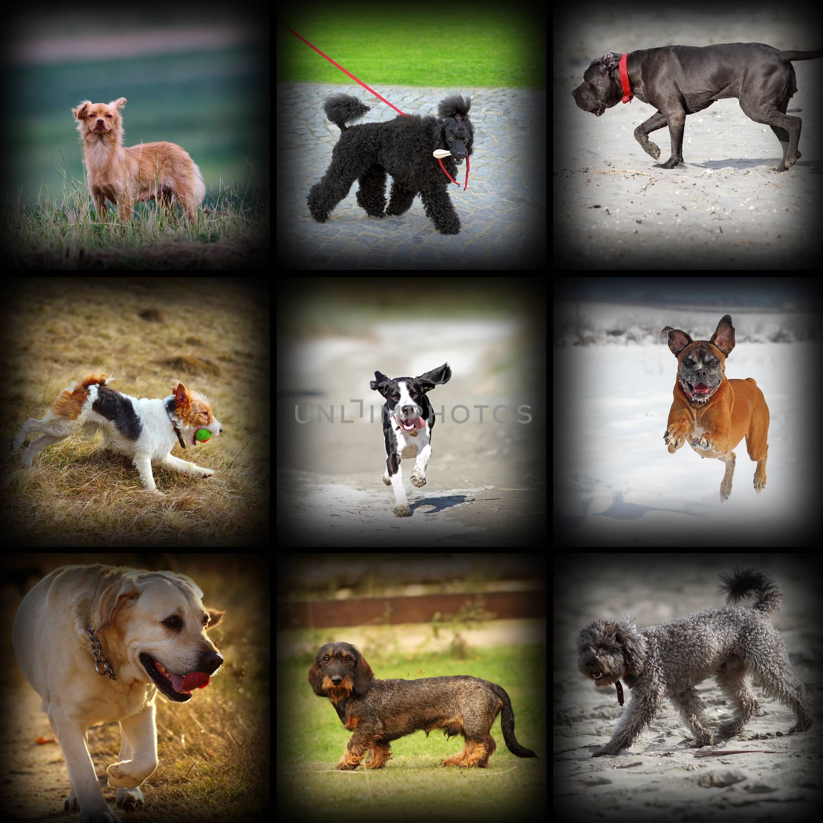 happy dogs photos in one collage, different moments and breeds