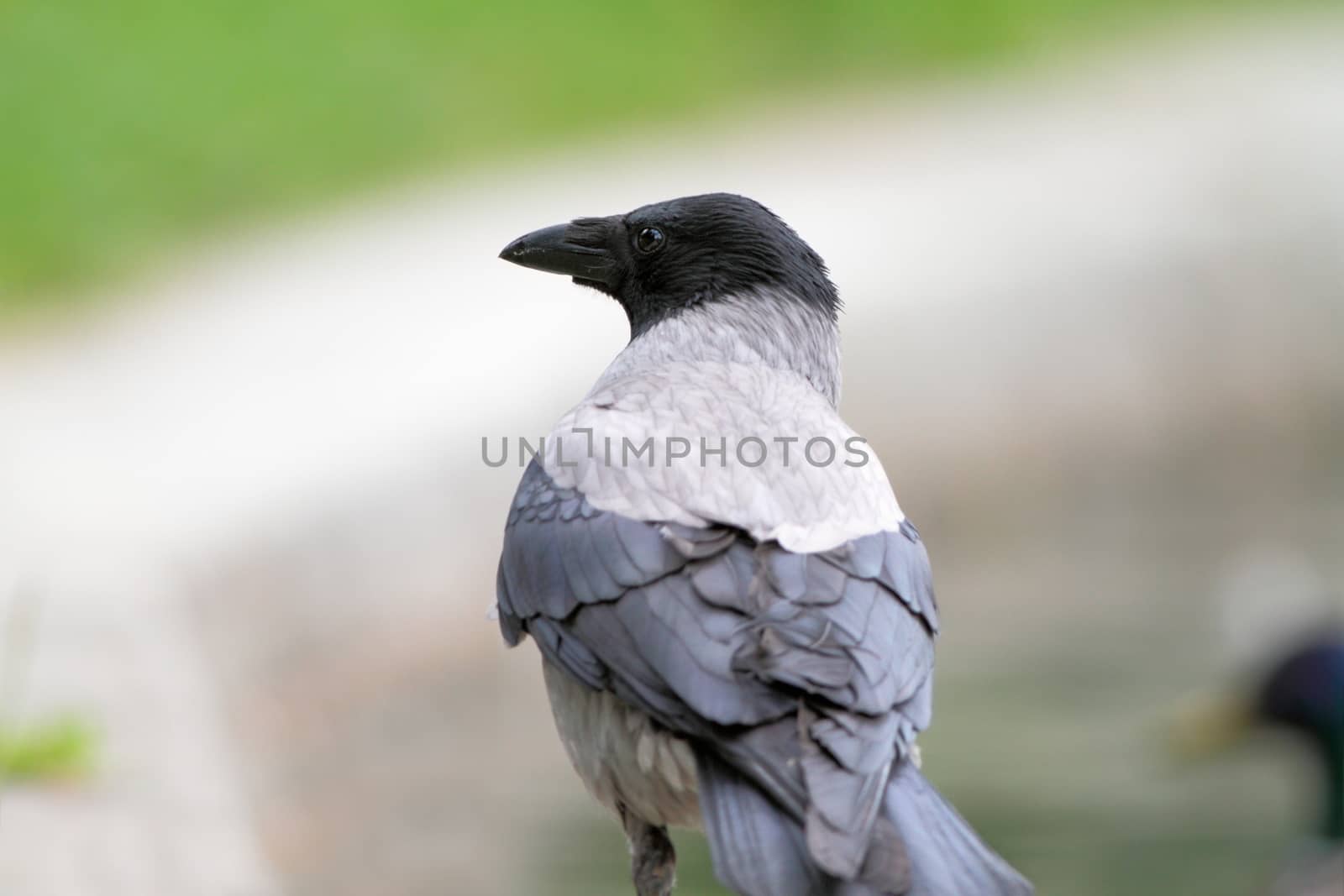 hooded crow in the park by taviphoto