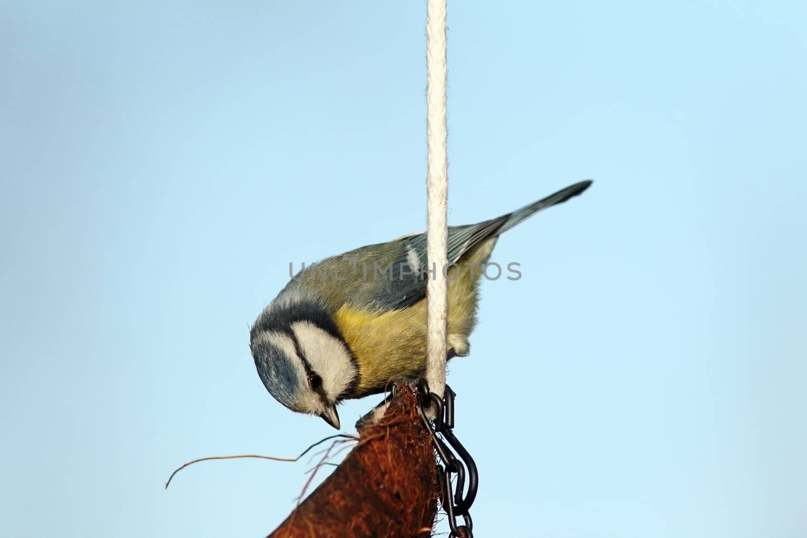 hungry blue tit on lard feeder by taviphoto