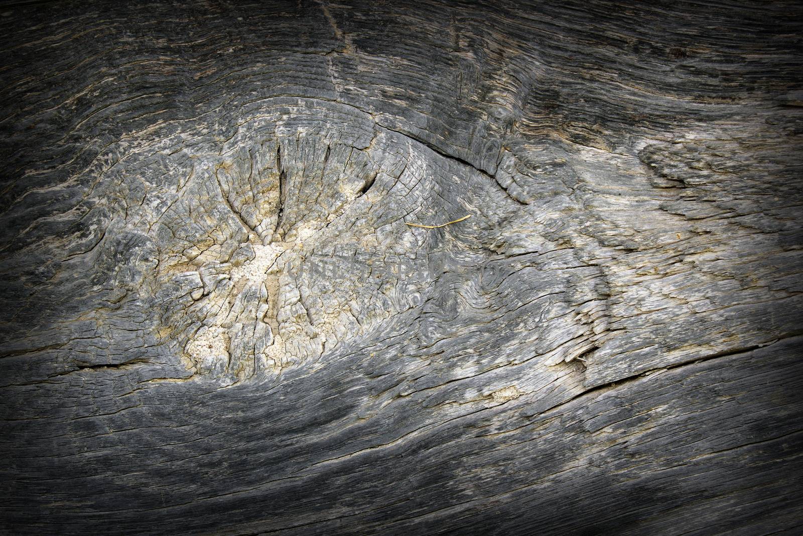 knot on oak wood, very old beam detail  on traditional building