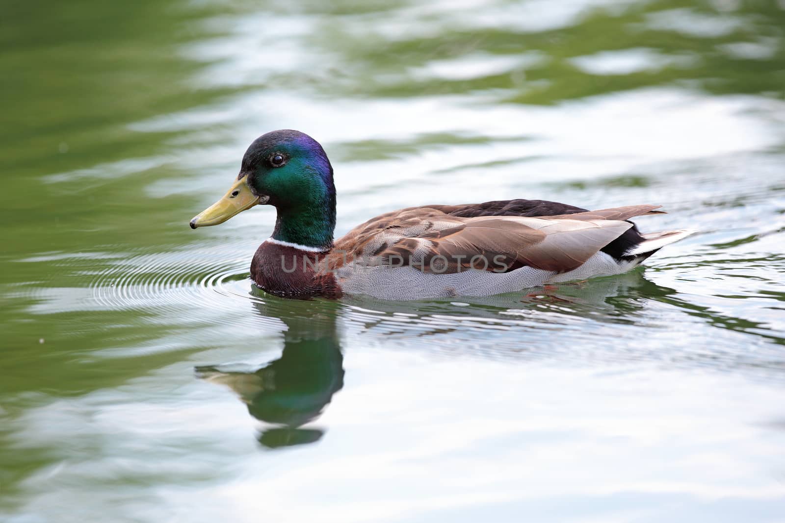 mallard duck on water surface by taviphoto