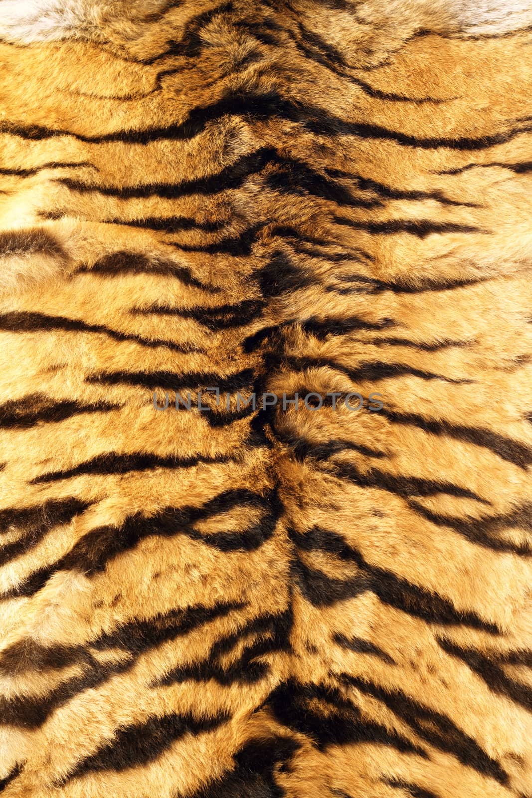 black stripes  tiger pelt, real fur texture on animal