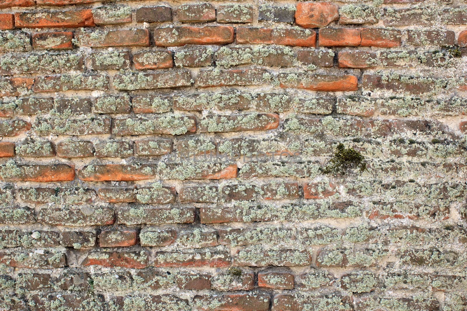 very old brick wall by taviphoto
