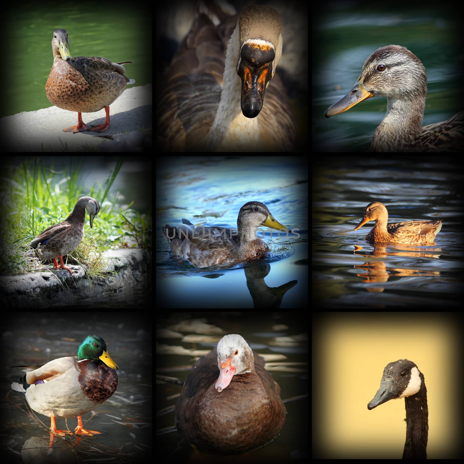 collection of images with water birds