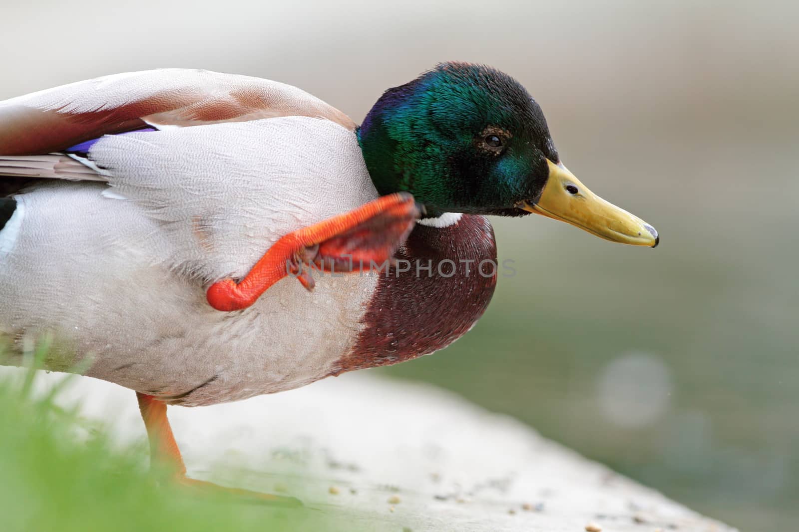 wild duck ( mallard duck, anas platyrhynchos ) scratching its head