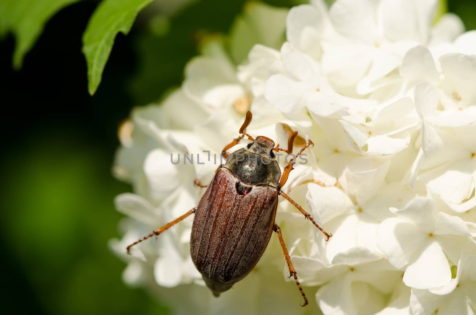 big brown cockchafer chafer chafer spread antennas still hanging on snowball tree inflorescence