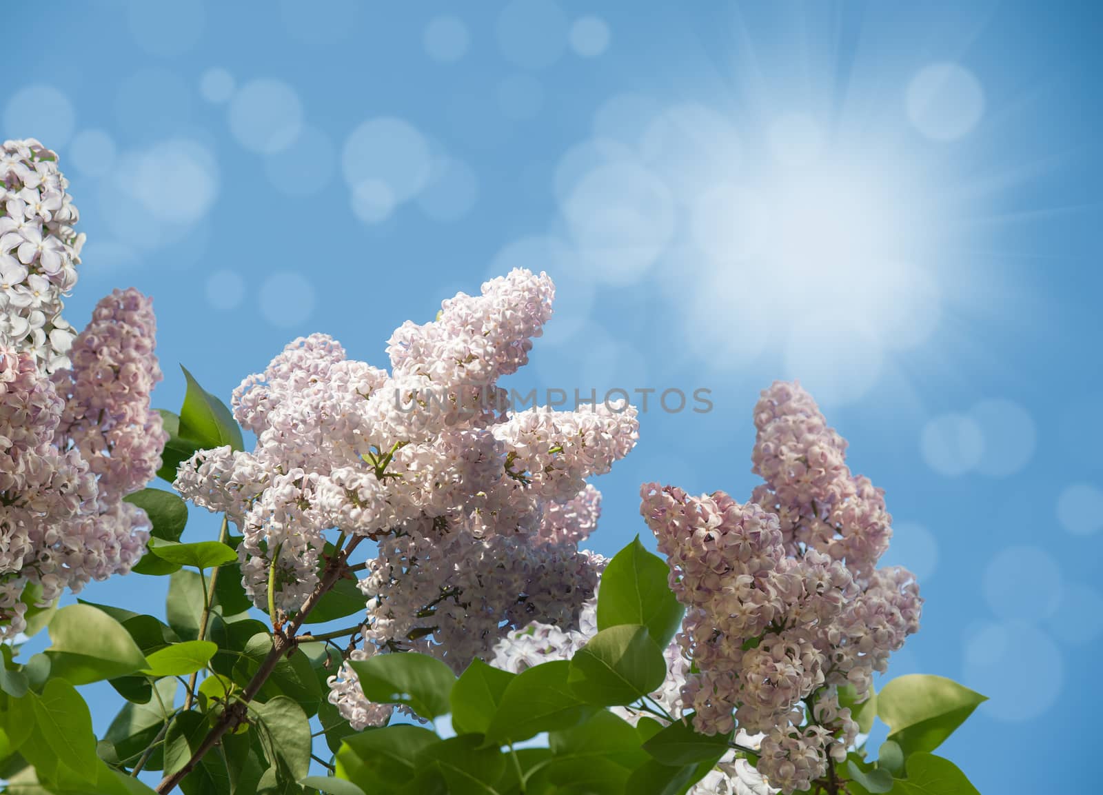 Branch of lilac flowers with the leaves