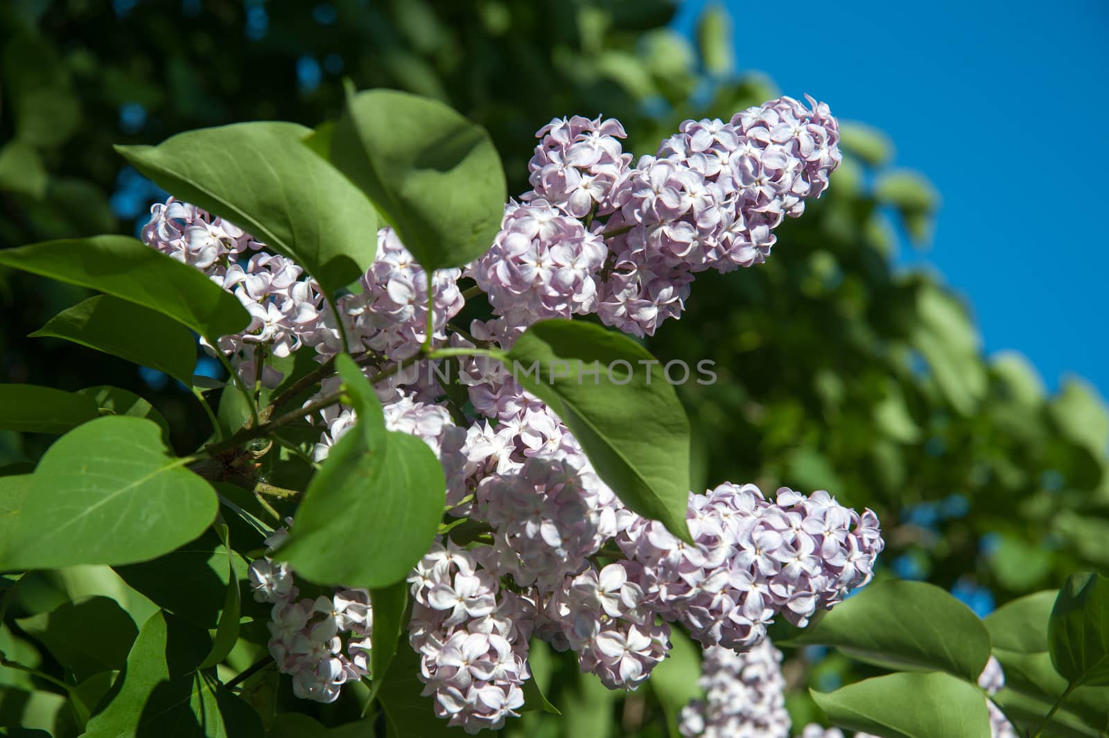 branch of lilac by raduga21