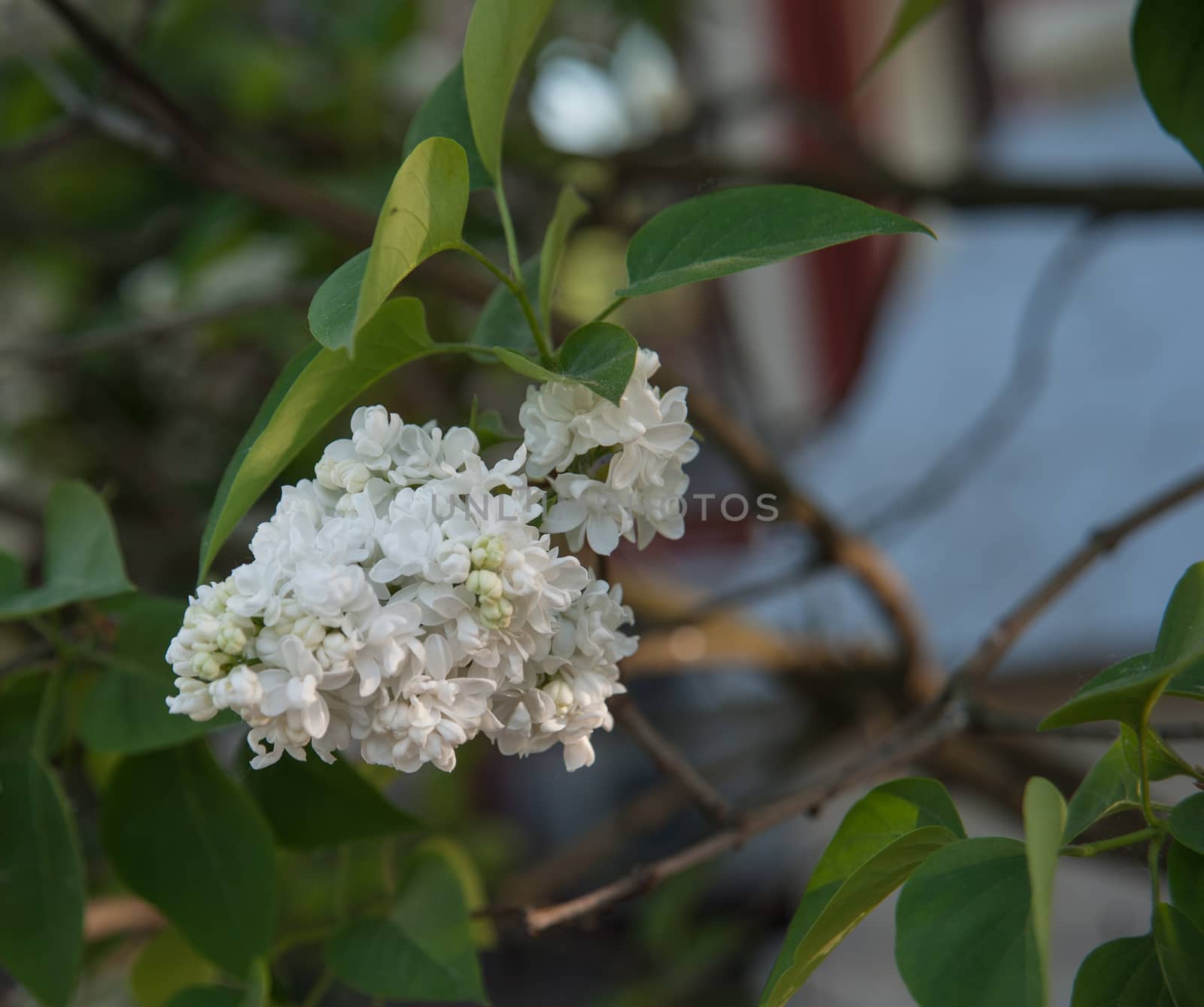 Branch of lilac flowers with the leaves