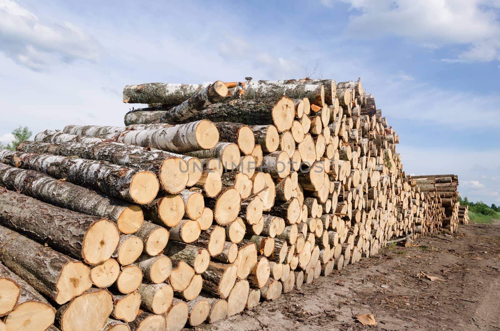 wood fuel stacks and birch logs near forest by sauletas