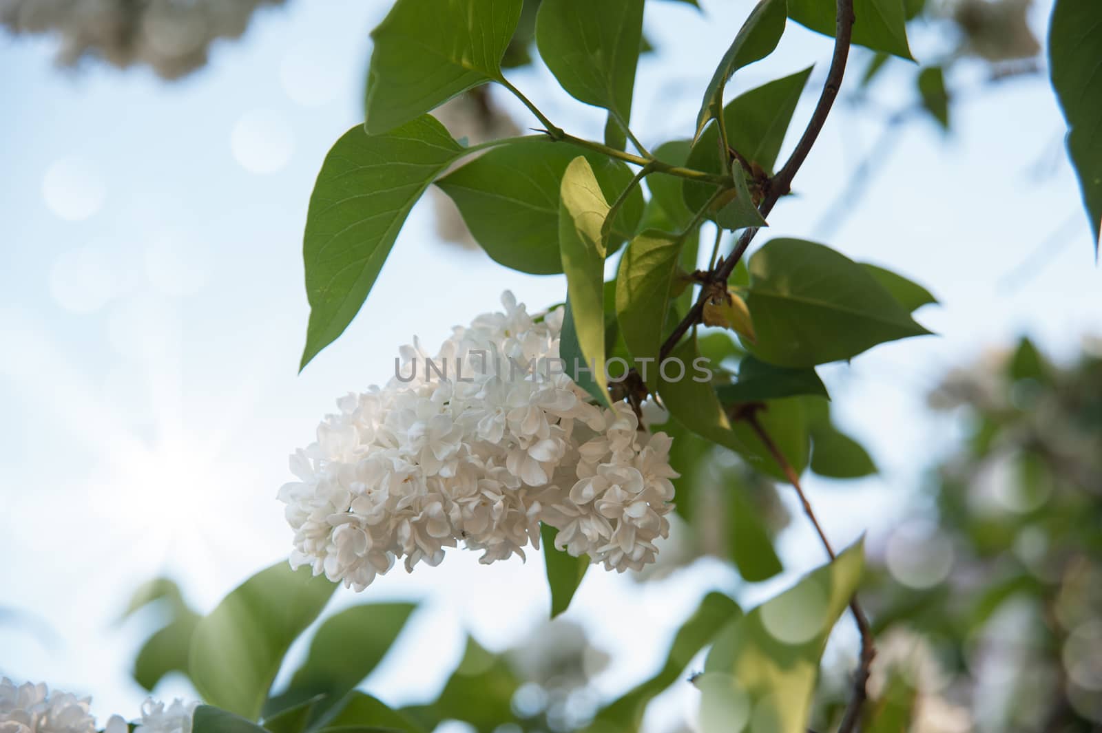 Branch of lilac flowers with the leaves