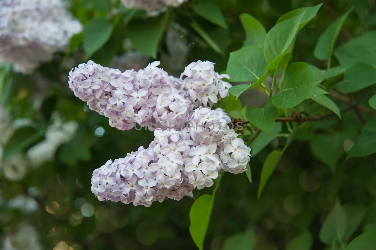 Branch of lilac flowers with the leaves