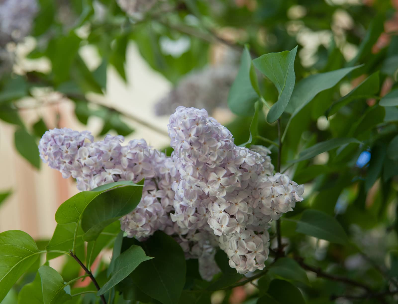 Branch of lilac flowers with the leaves