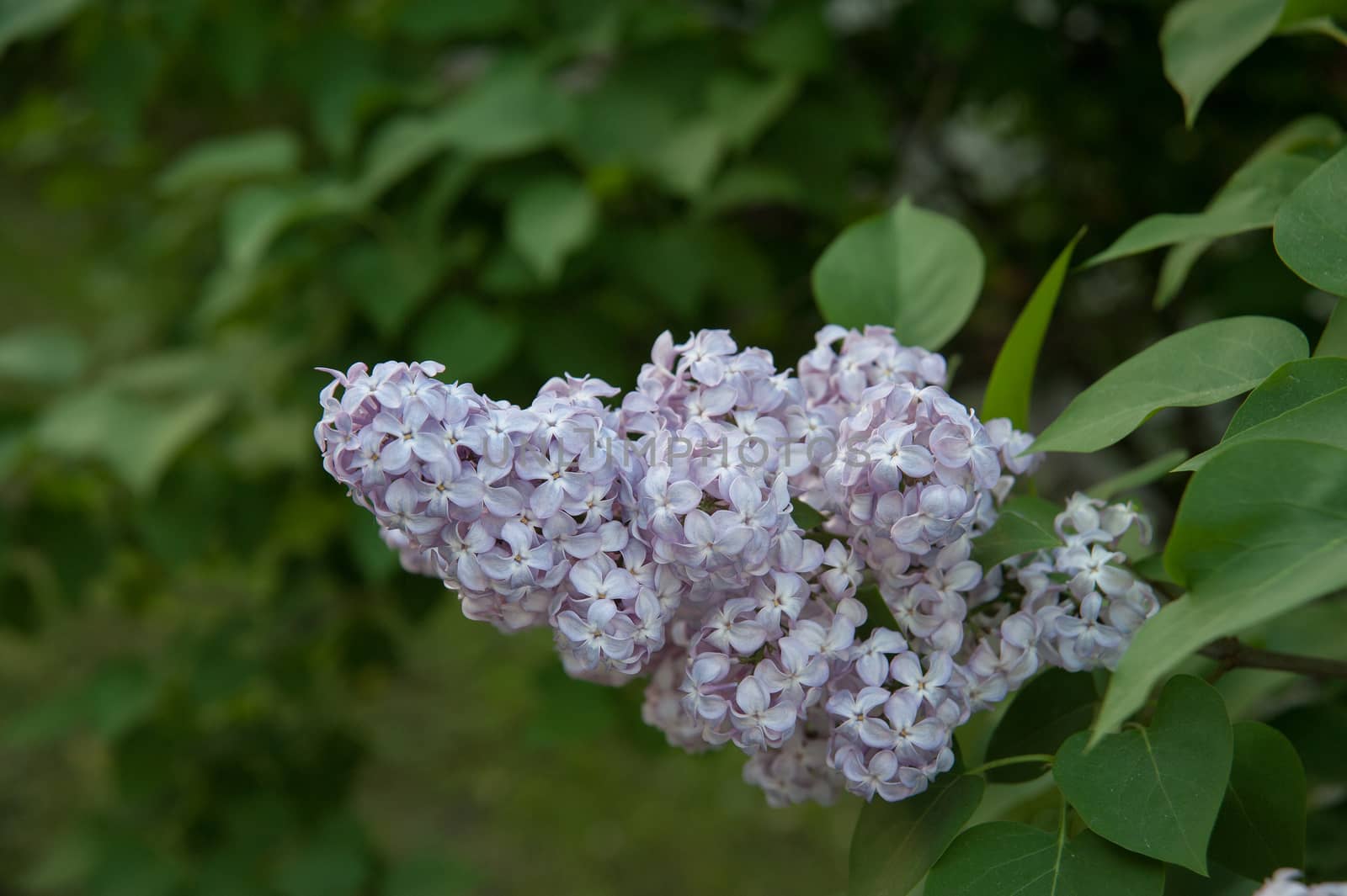 Branch of lilac flowers with the leaves