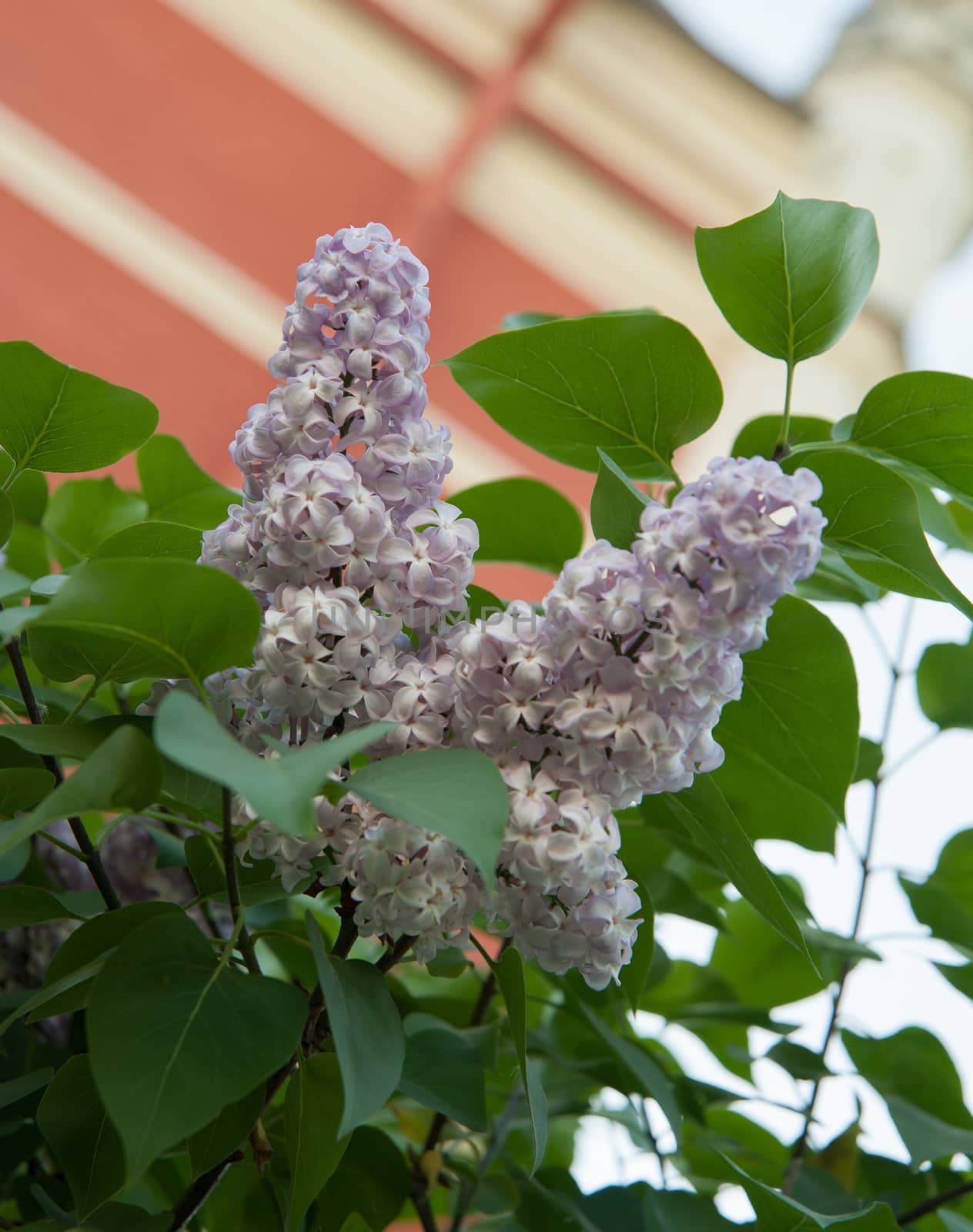 Branch of lilac flowers with the leaves