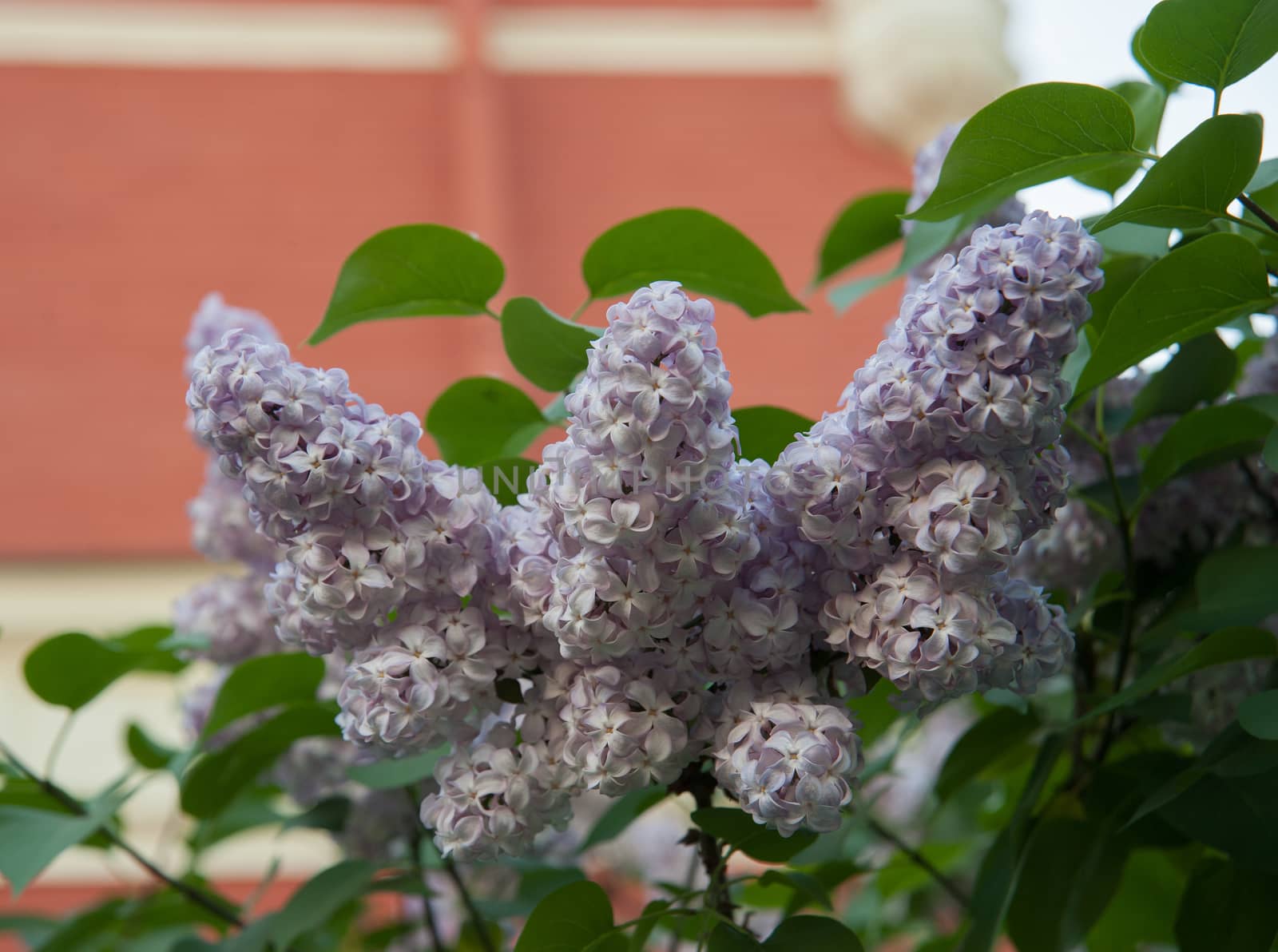 Branch of lilac flowers with the leaves