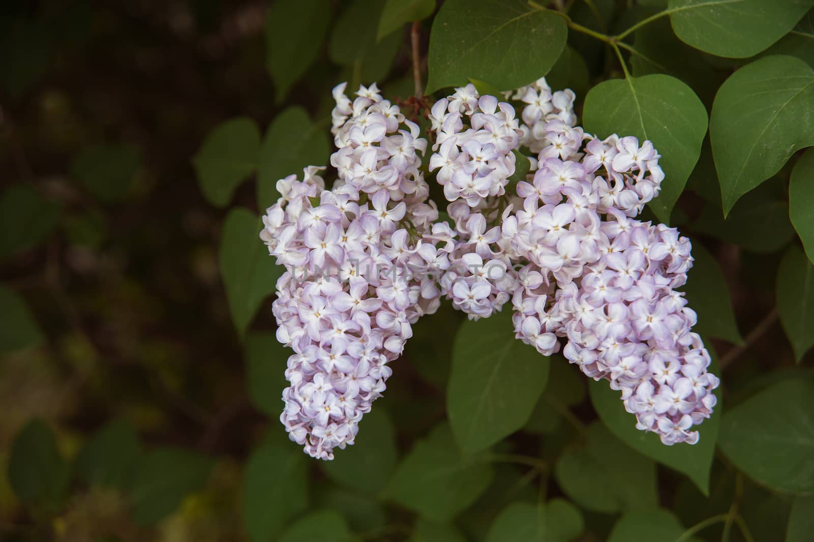 Branch of lilac flowers with the leaves