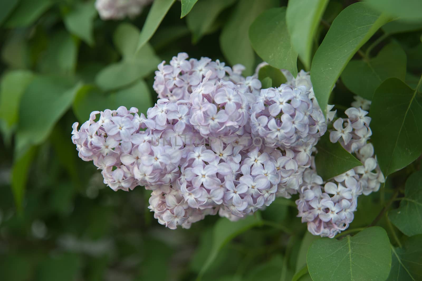 Branch of lilac flowers with the leaves