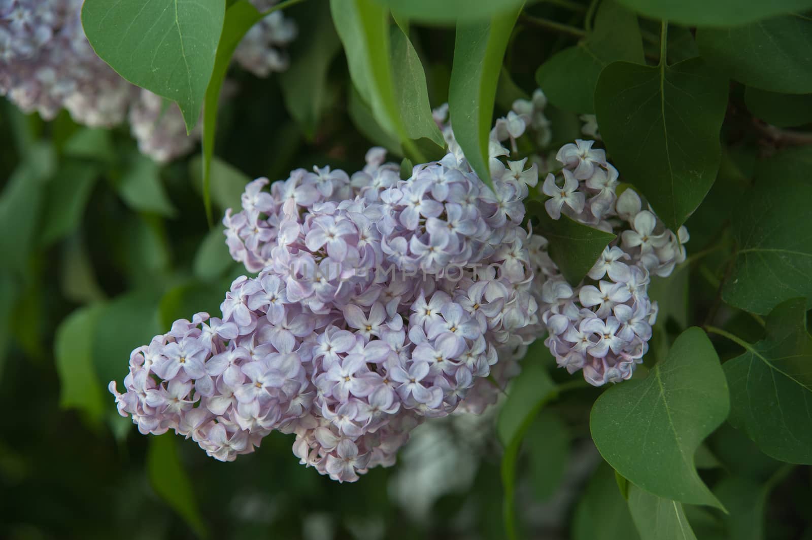 Branch of lilac flowers with the leaves