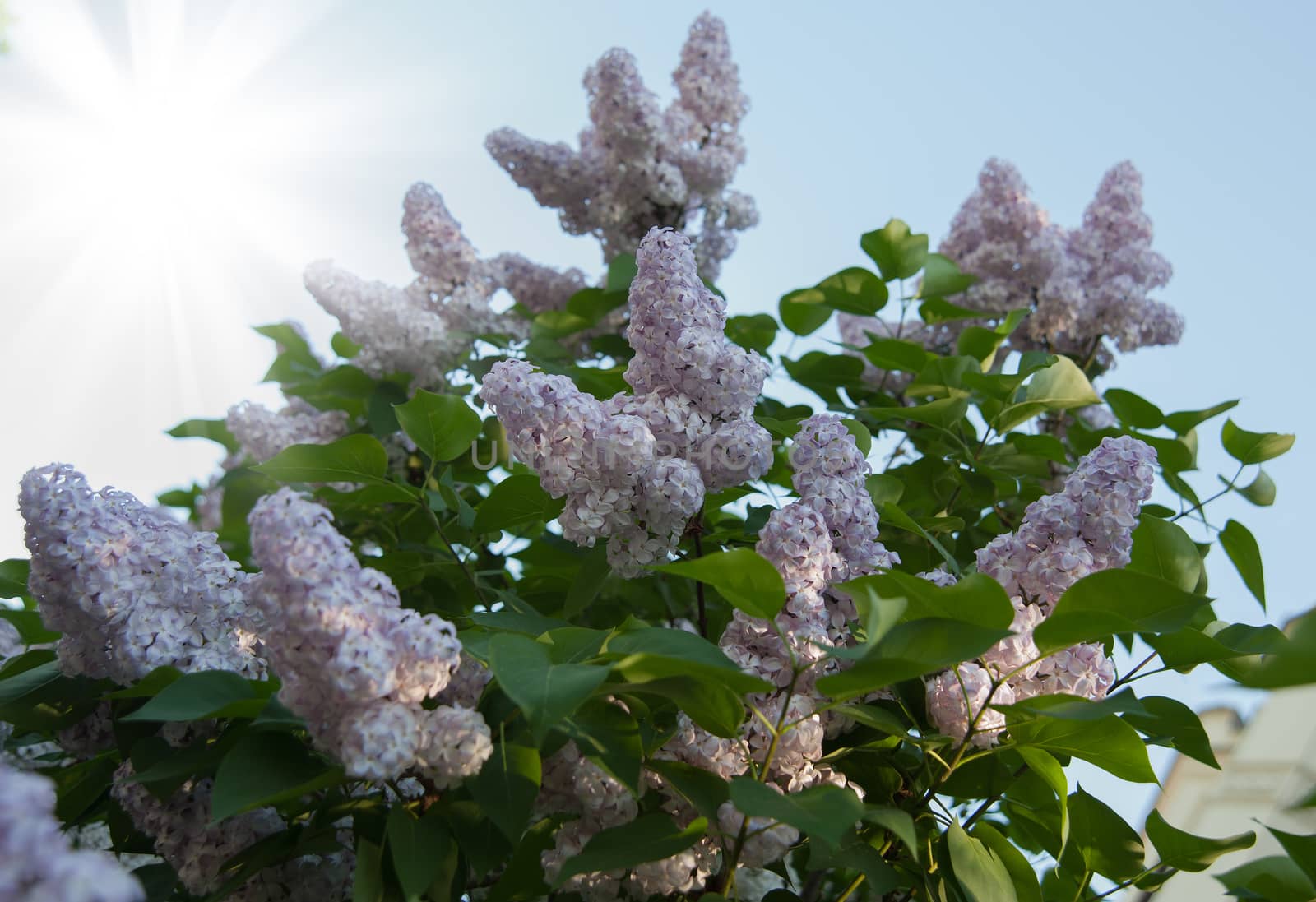 Branch of lilac flowers with the leaves