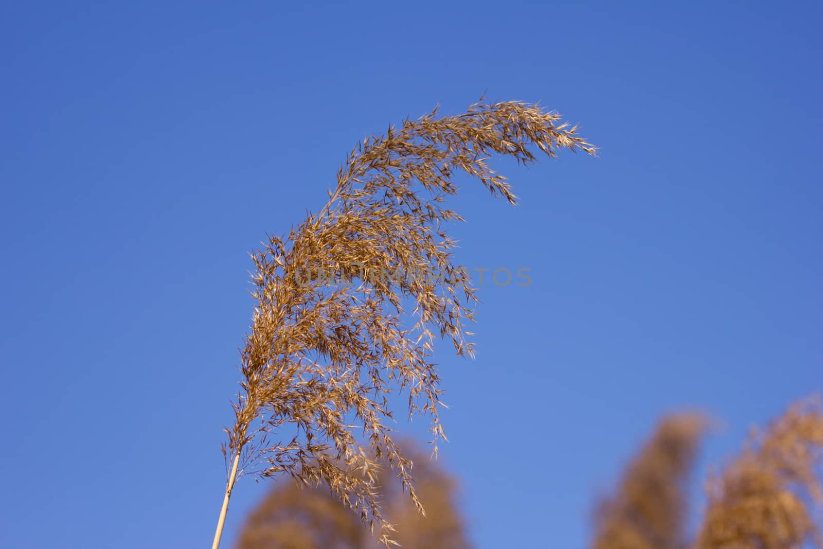 Phragmites on blue sky