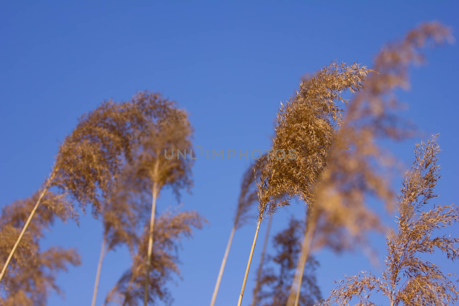 Common reeds on windy day