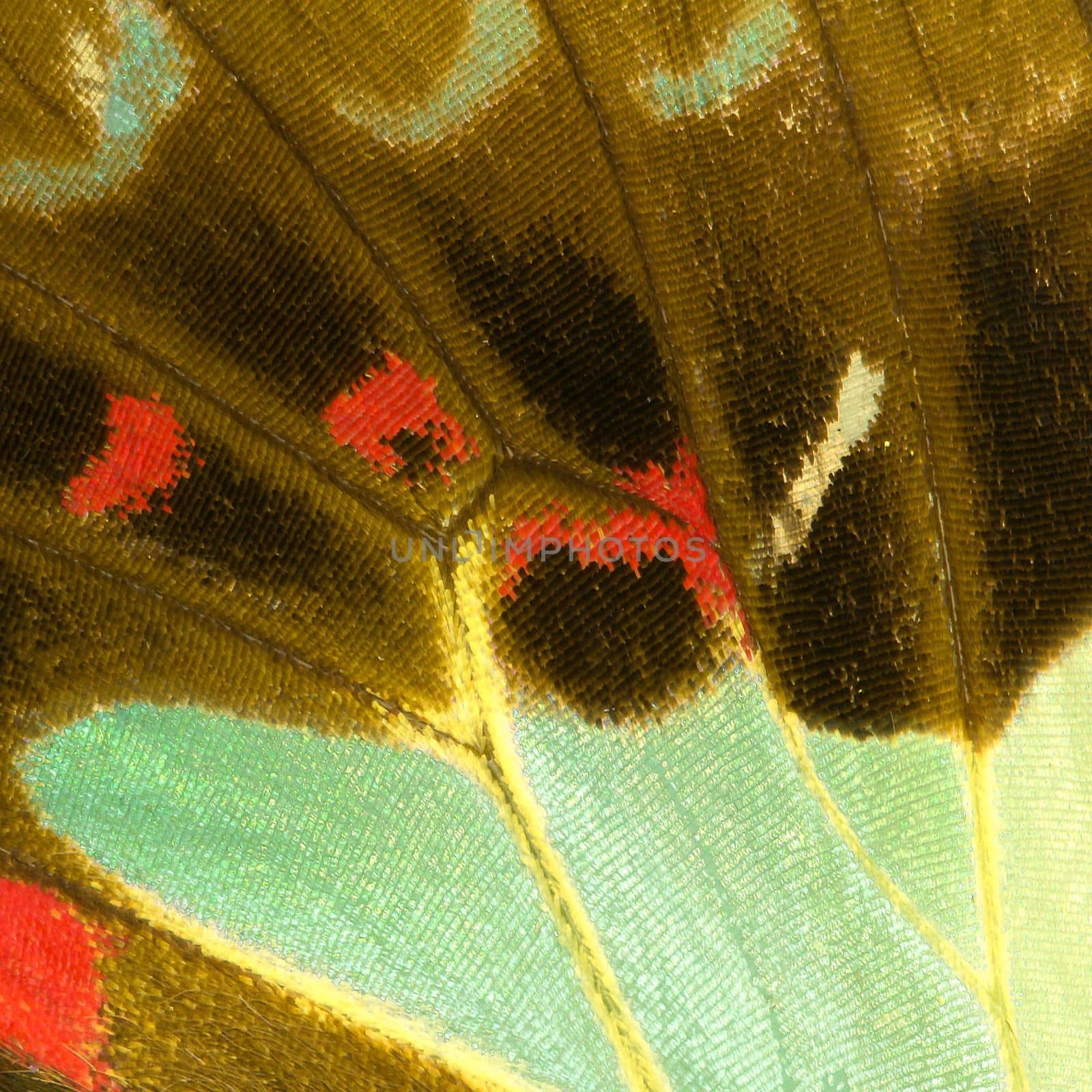 Butterfly wing texture, close up of detail of butterfly wing for background 