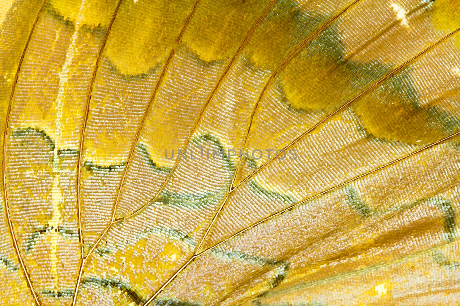 Butterfly wing texture, close up of detail of butterfly wing for background