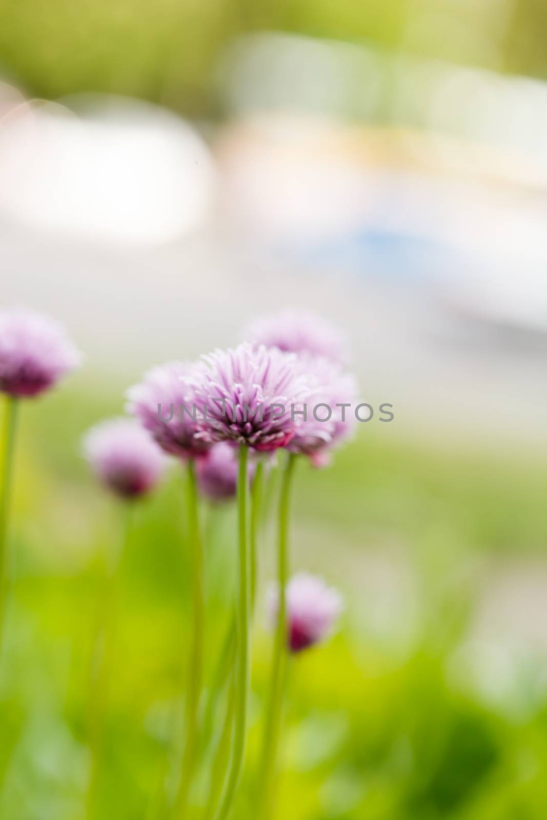 purple flowers by shebeko