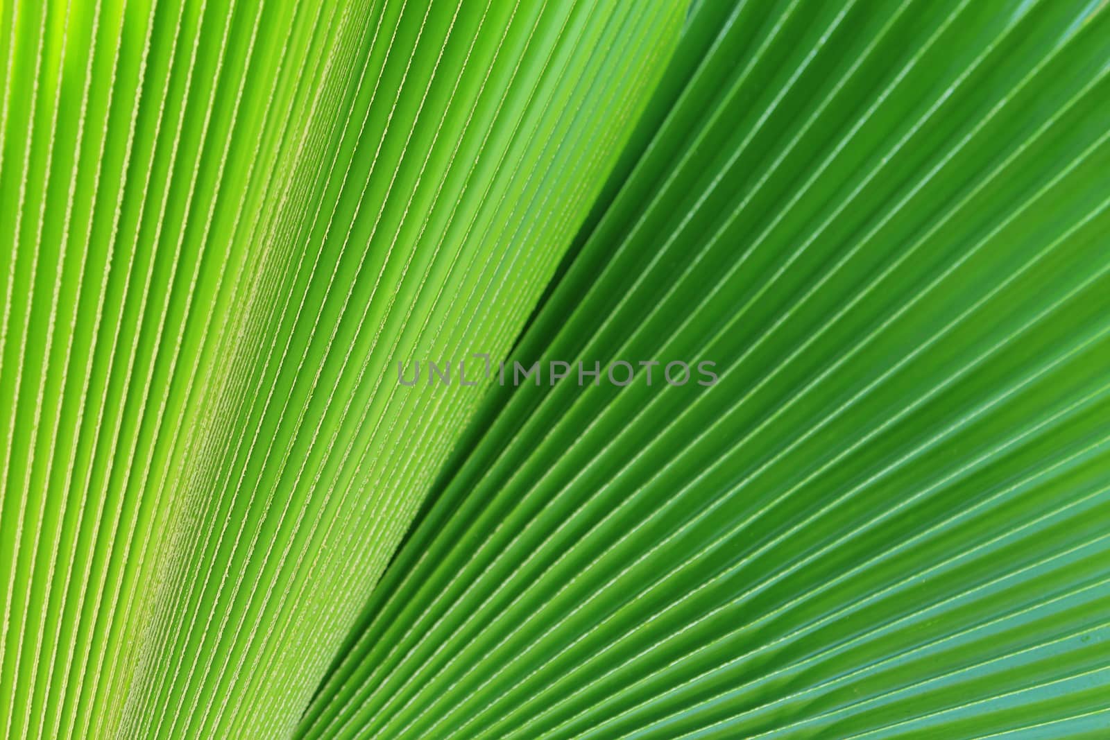 Abstract image of Green Palm leaves in nature