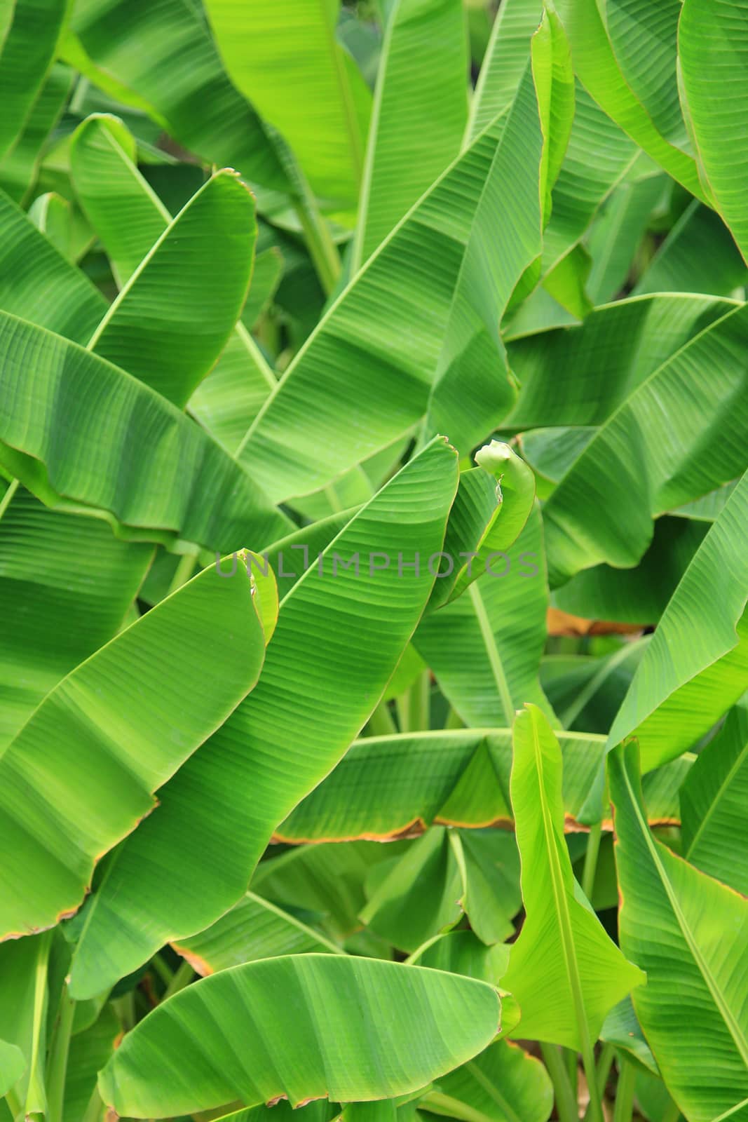 Green fresh banana leaf background