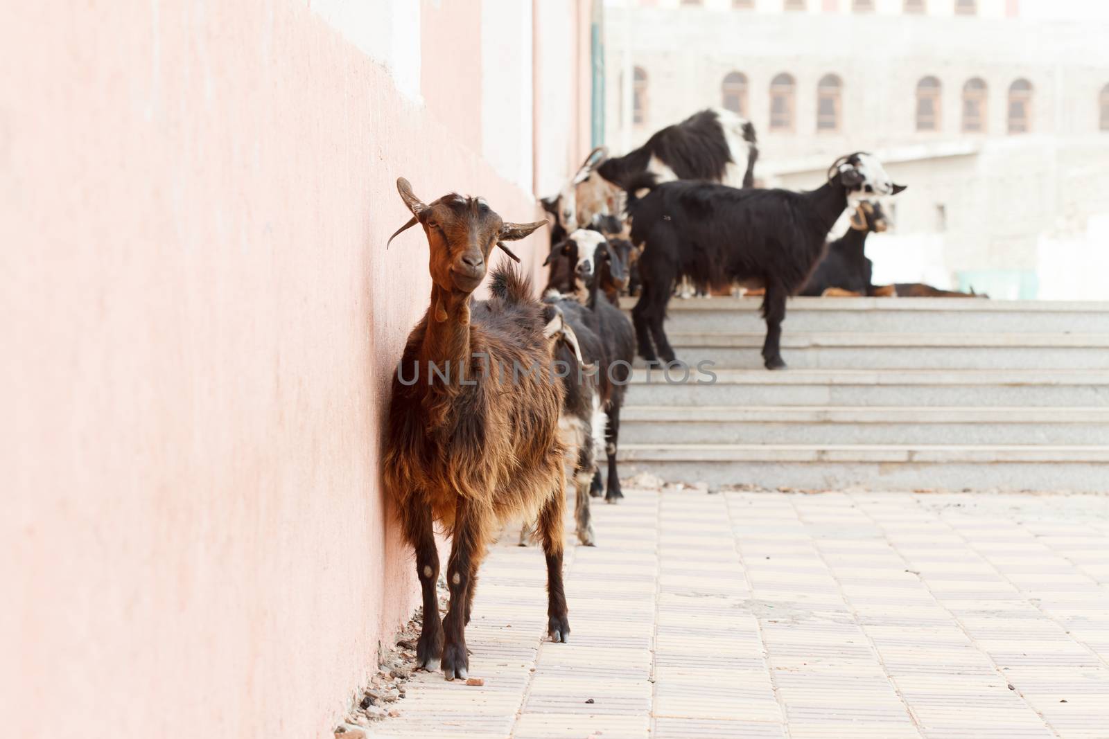 goats on the stairs by shebeko