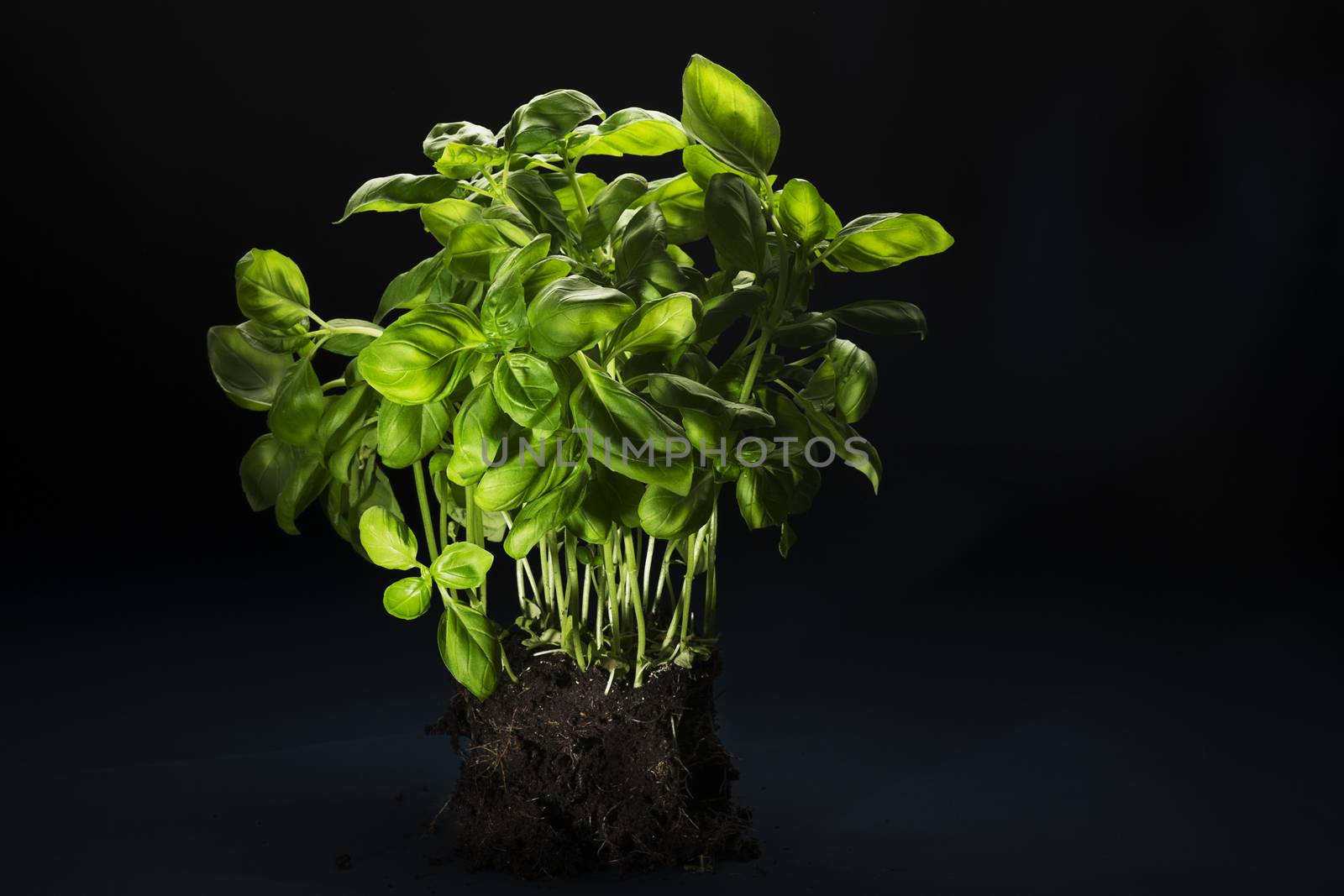 Bunch of fresh green basil with soil attached to the roots used as an aromatic seasoning in salads and cooking and also for its medicinal properties, on a dark background with copyspace