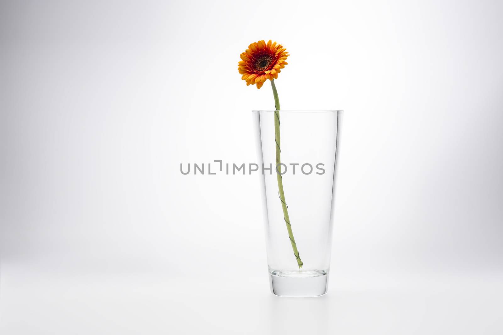 Yellow Gerbera Daisy, Barberton Daisy or African Daisy, in a stylish glass vase for a simple minimalist interior decoration, on a white studio background with copyspace