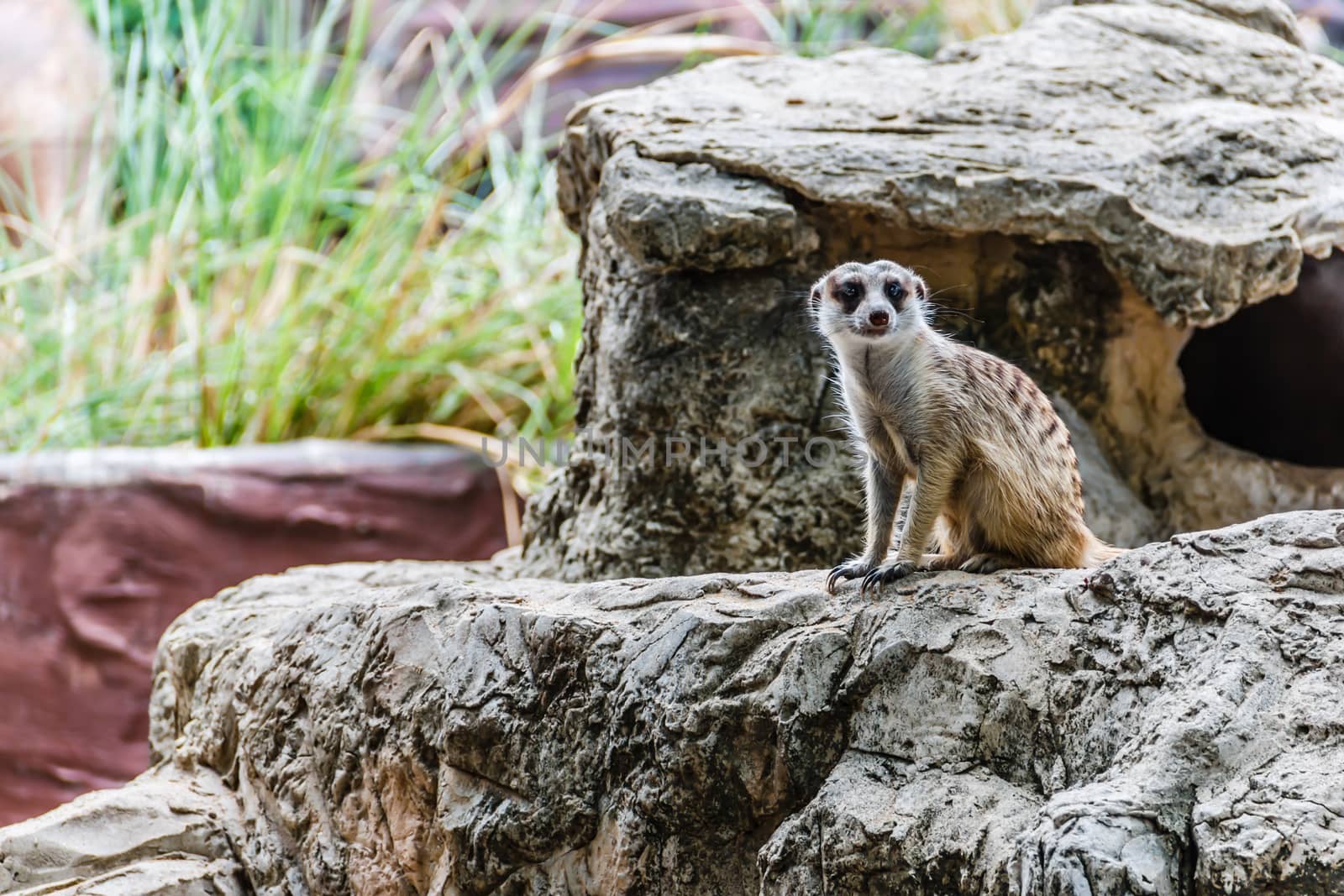 Meir Cats. in the  zoos, thailand