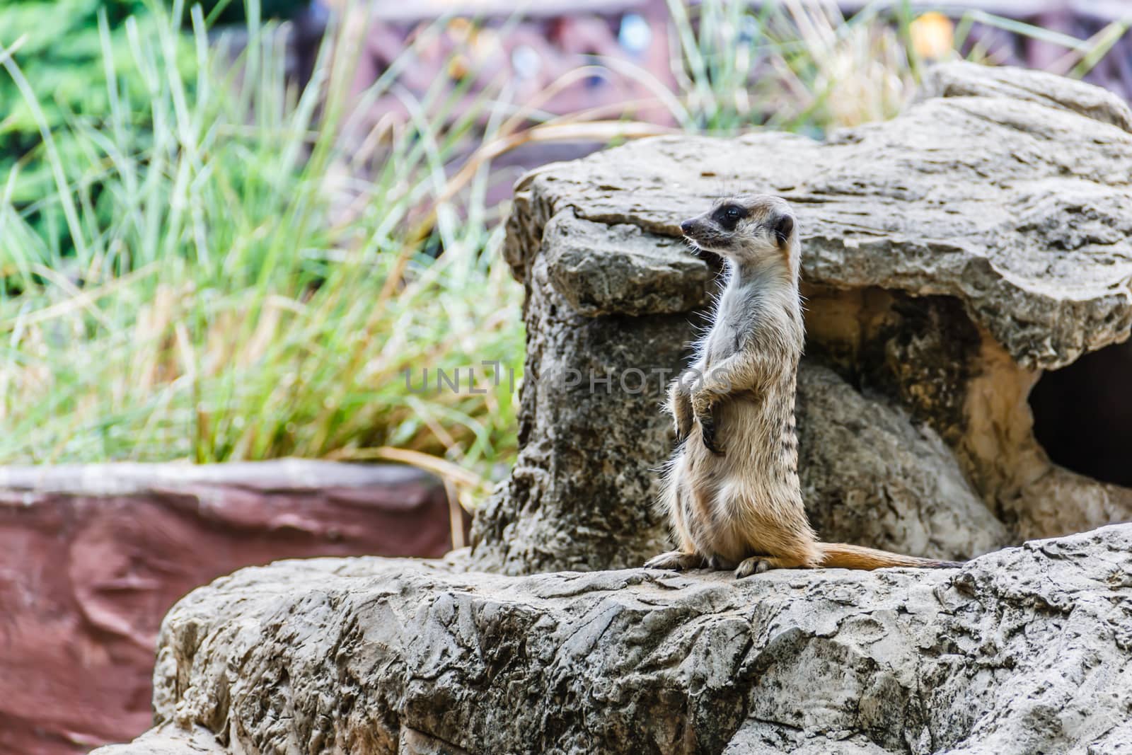 Meir Cats. in the  zoos, thailand