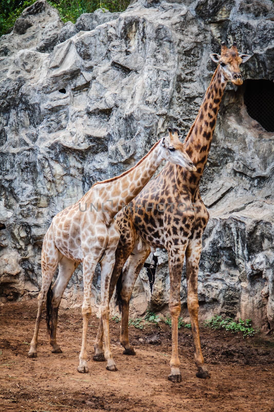 Giraffes in the zoo ,bangkok thailand