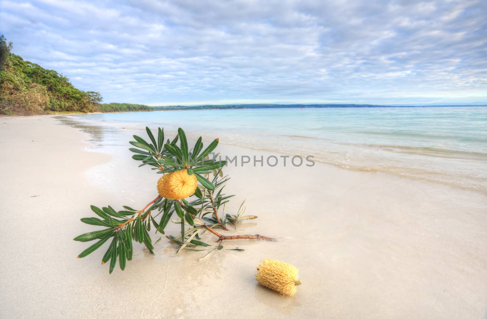 Hole in the Wall is a narrow beach just on from Scottish Rocks iin the south east corner of Jervis bay and faces north. It has little swell and whiite sand bay floor, with dense seagrass growing further out. The foredunes are vegetated with hundreds of these beautiful banksias which grow in sandy soils right to the shoreline 