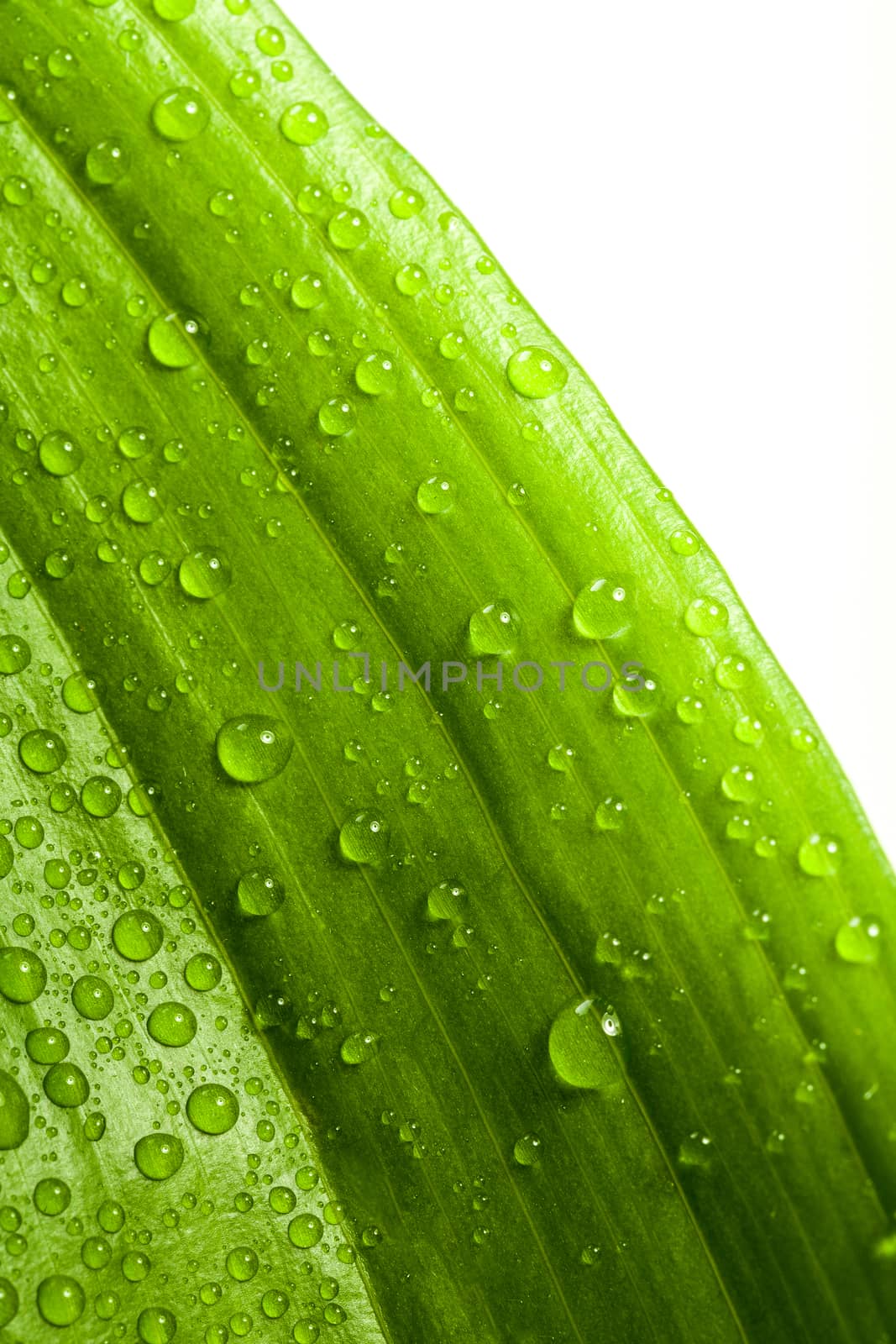 macro water drops on green plant leaf for natural background, wallpaper or backdrop use
