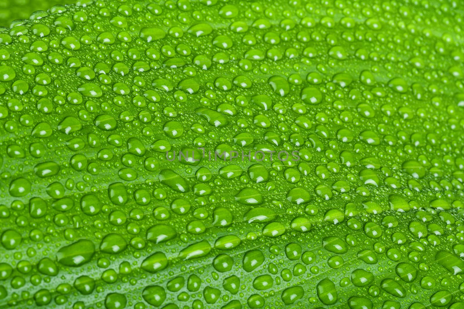 macro water drops on green plant leaf for natural background, wallpaper or backdrop use