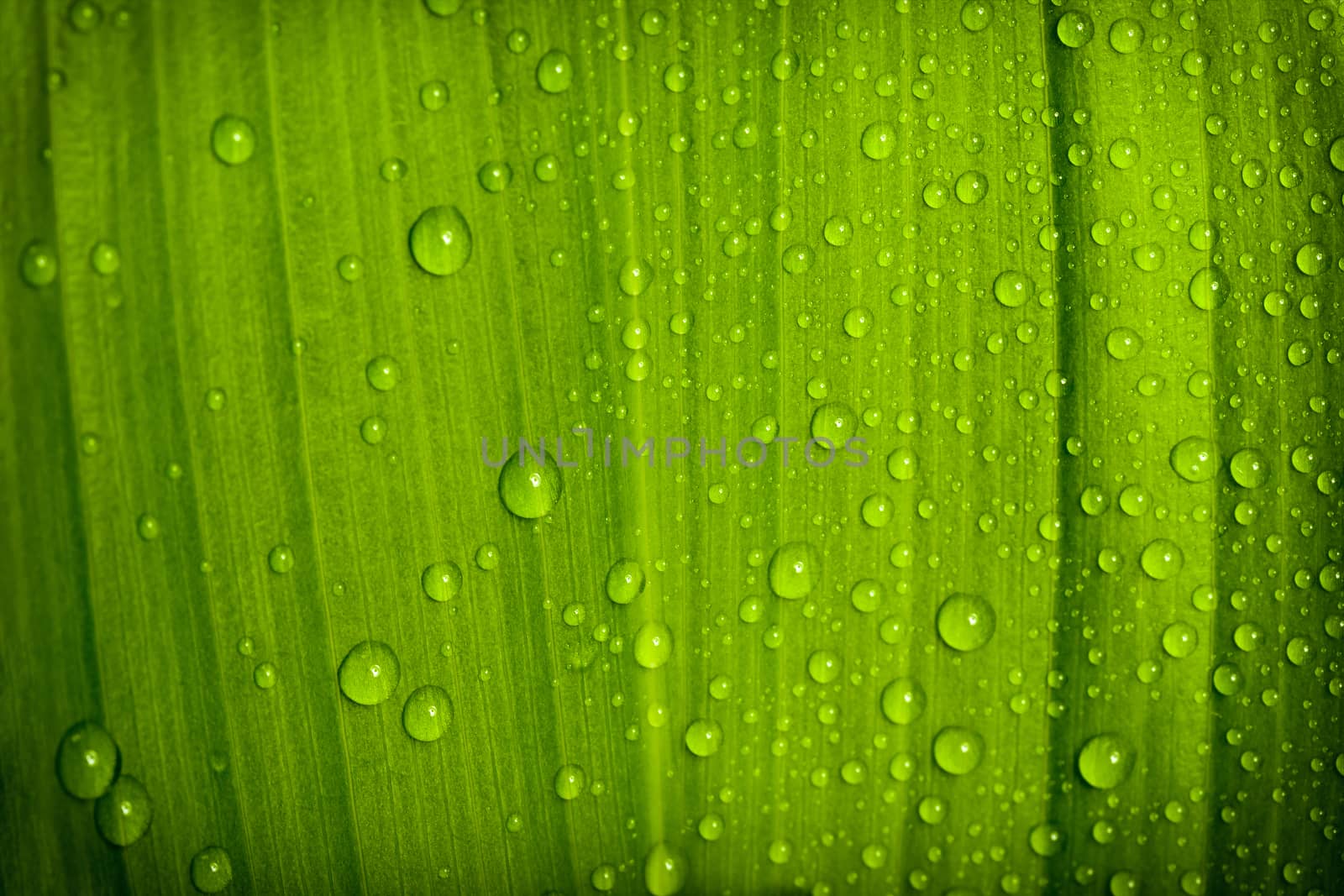 macro water drops on green plant leaf for natural background, wallpaper or backdrop use